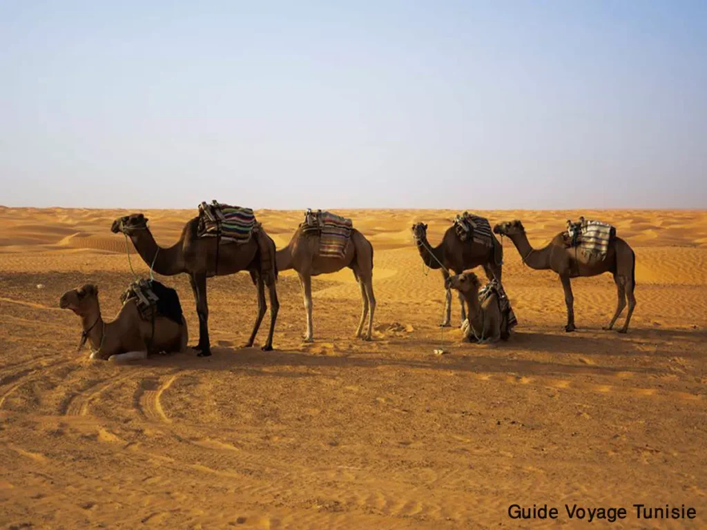 balade à dos de dromadaire à Ksar Ghilane