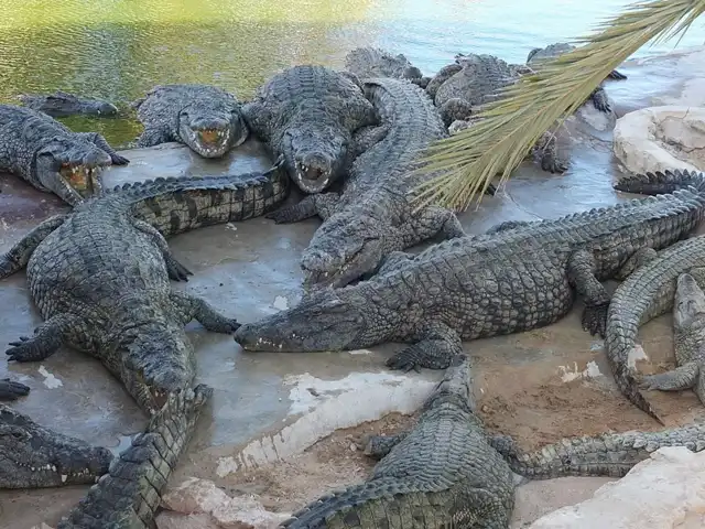 La ferme aux crocodiles, Djerba Explore