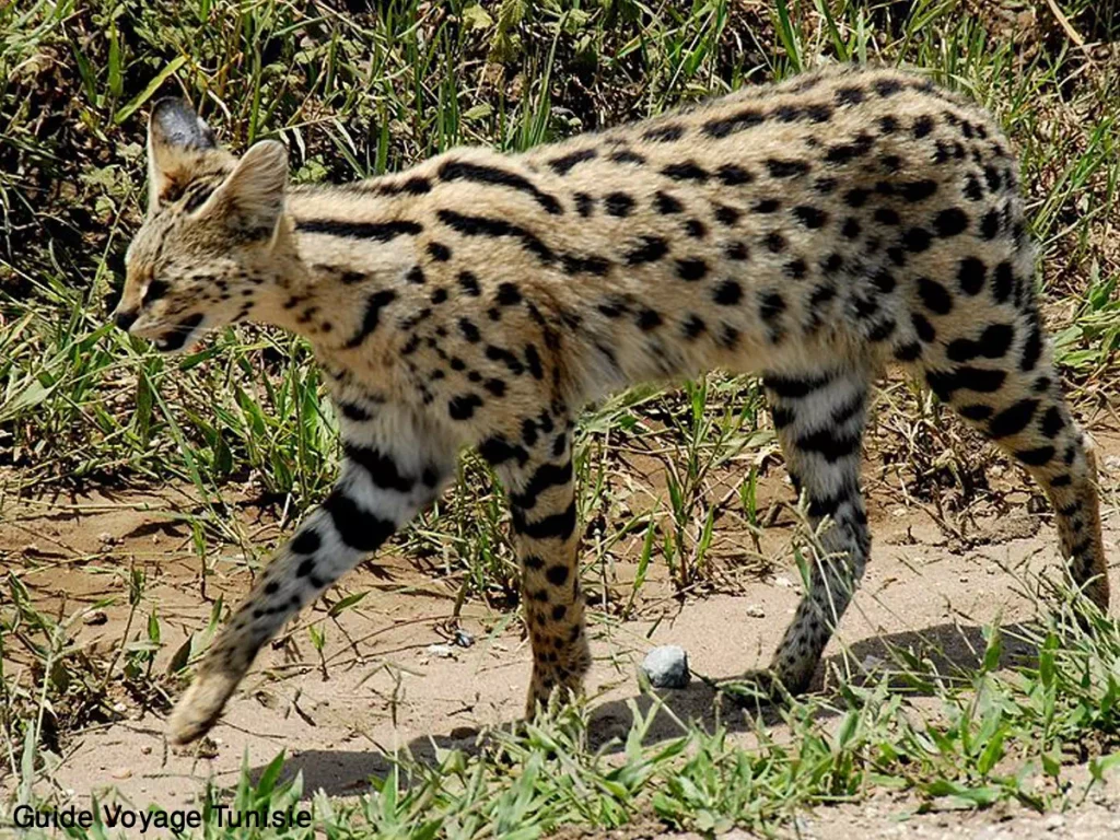 Parc national de Jebel Serdj