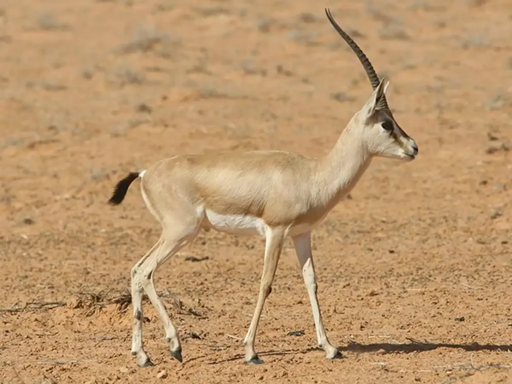 Parc National de Sidi Toui Benguerdane