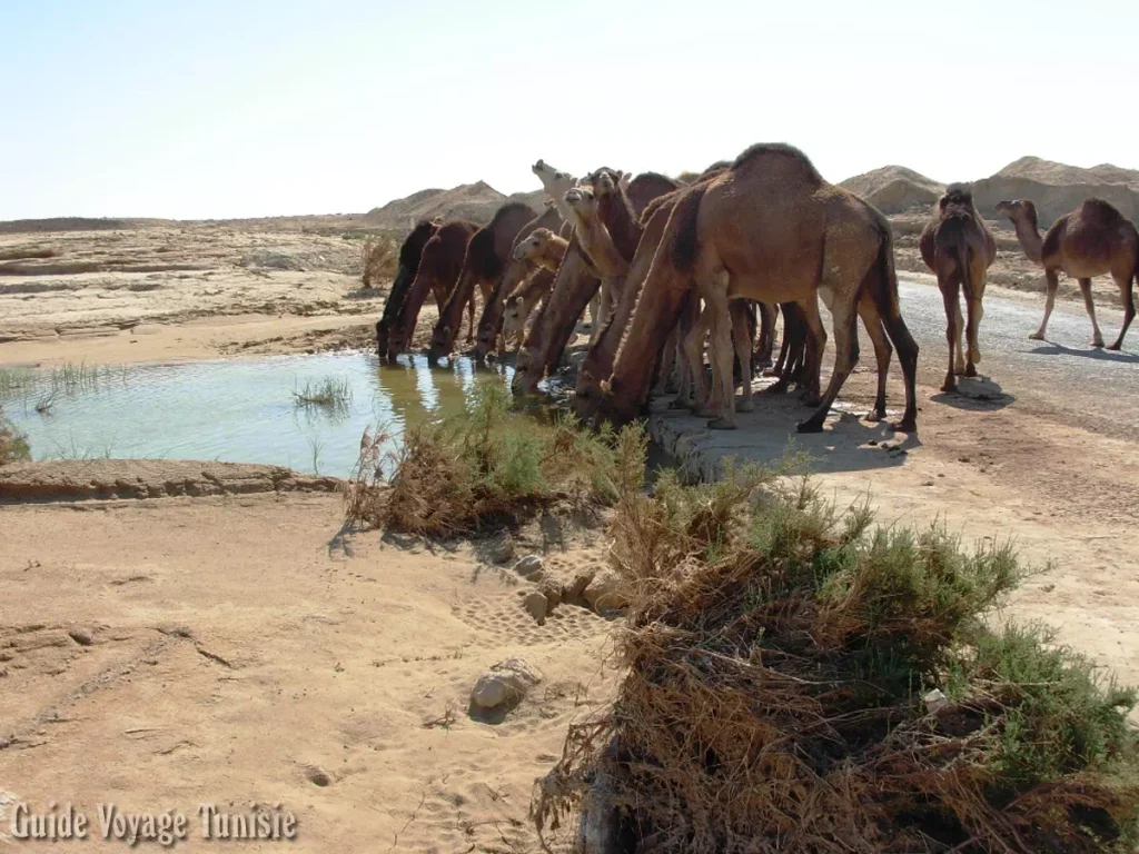 L'oasis de Tamerza