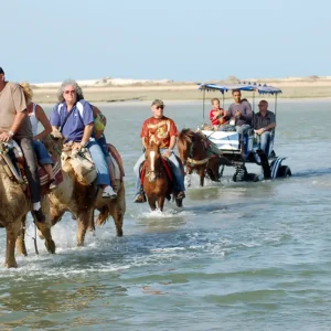 Combined Caravan horse and camel