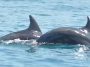 Dolphin Search Boat Trip