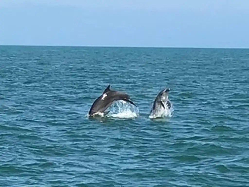 Dolphin Spotting Boat Trip