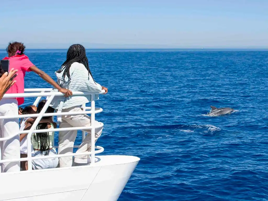 Dolphin Spotting Boat Trip