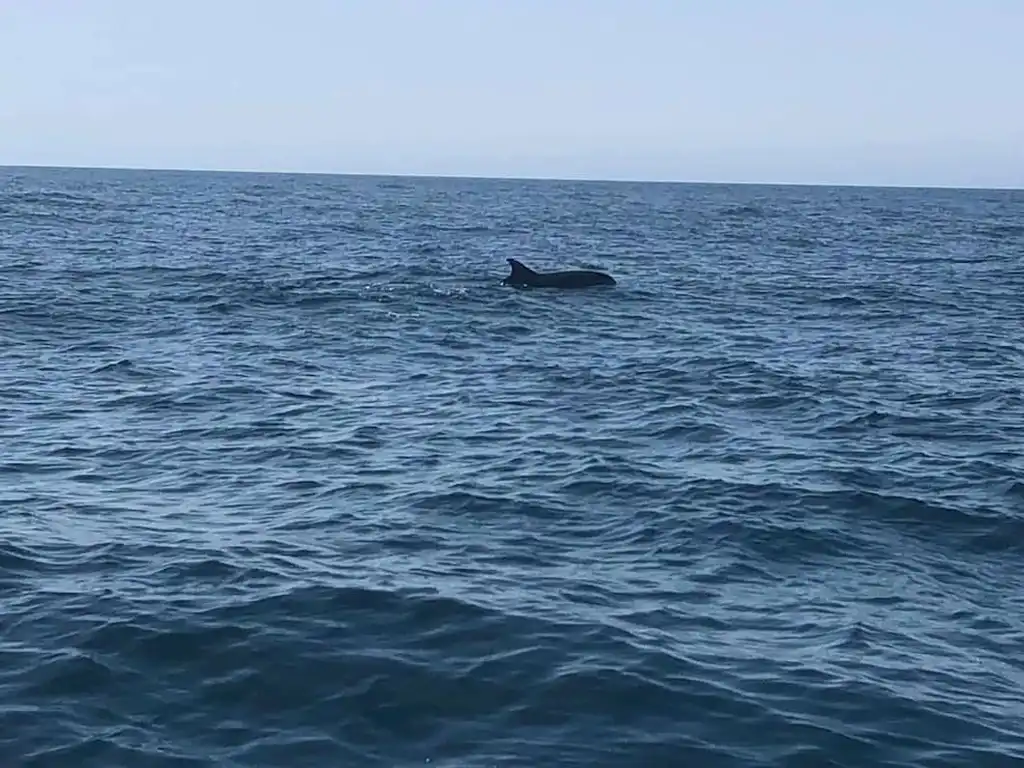 Dolphin Spotting Boat Trip