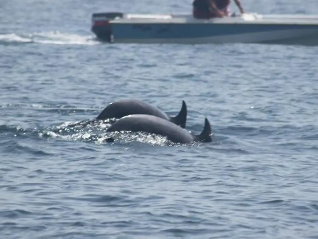 Dolphin Spotting Boat Trip