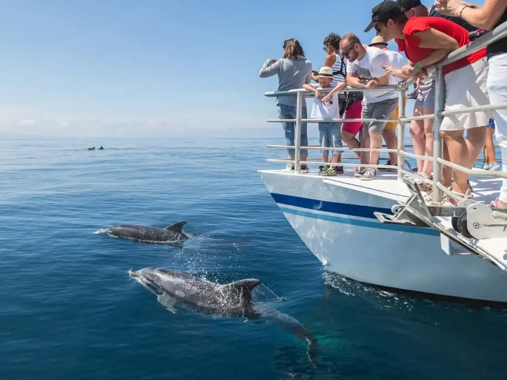 Dolphin Spotting Boat Trip