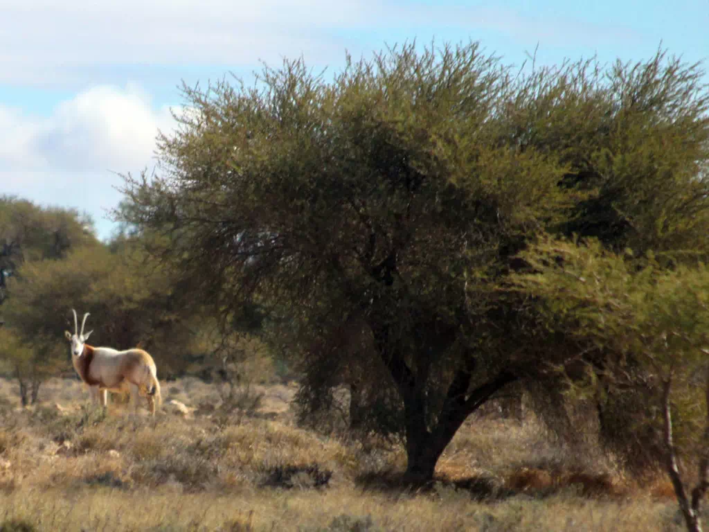 Bouhedma National Park