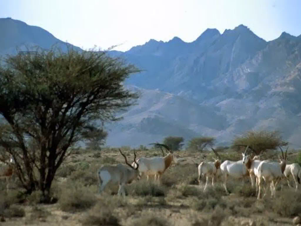 Bouhedma National Park