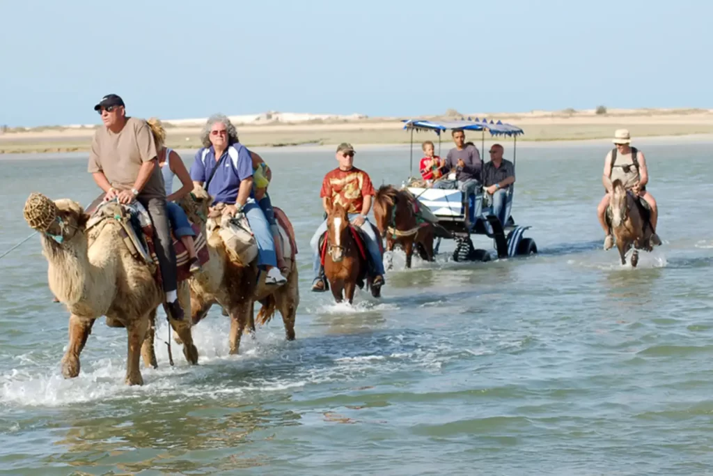 La caravane à Djerba : Partez à cheval et rentrez à dos de dromadaire