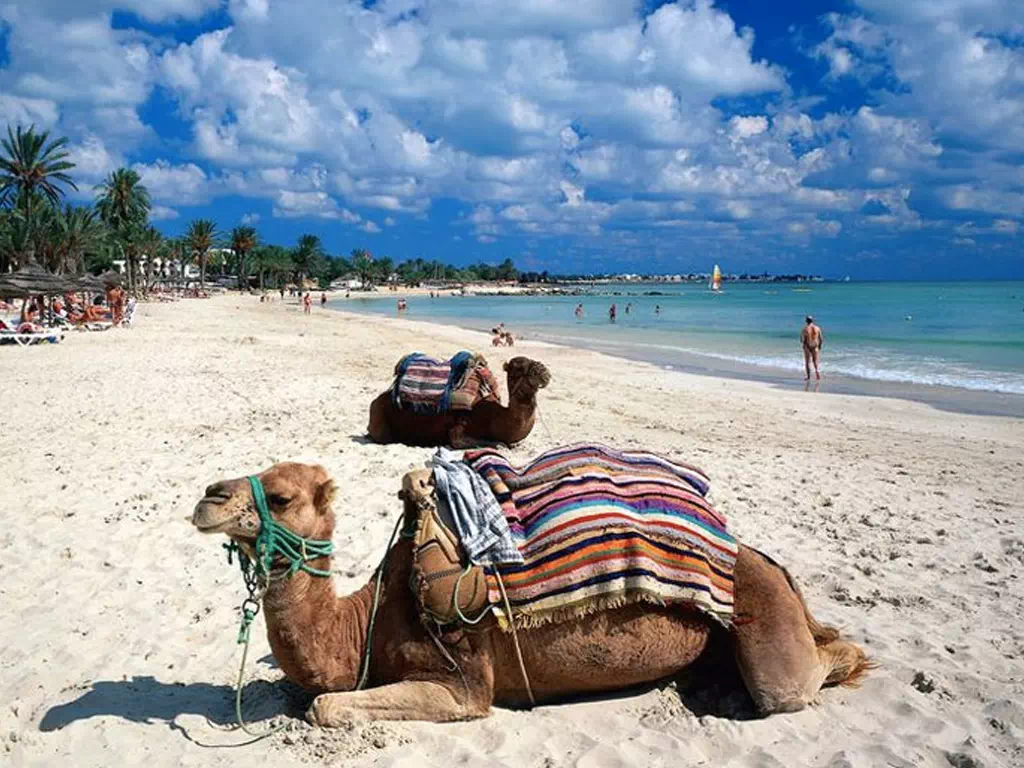 Camel Ride in Djerba