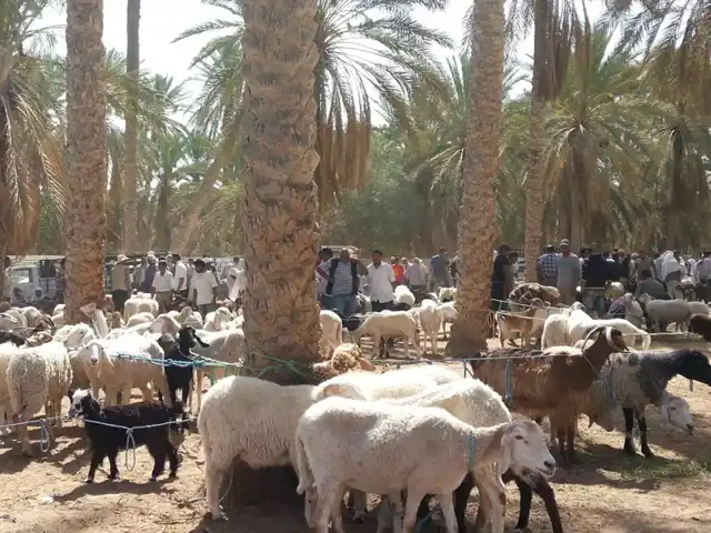 Douz livestock market