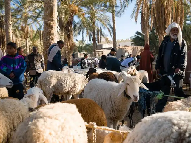 Douz livestock market