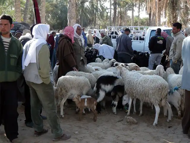 Douz livestock market