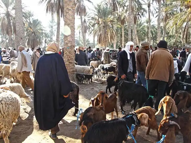 Douz livestock market