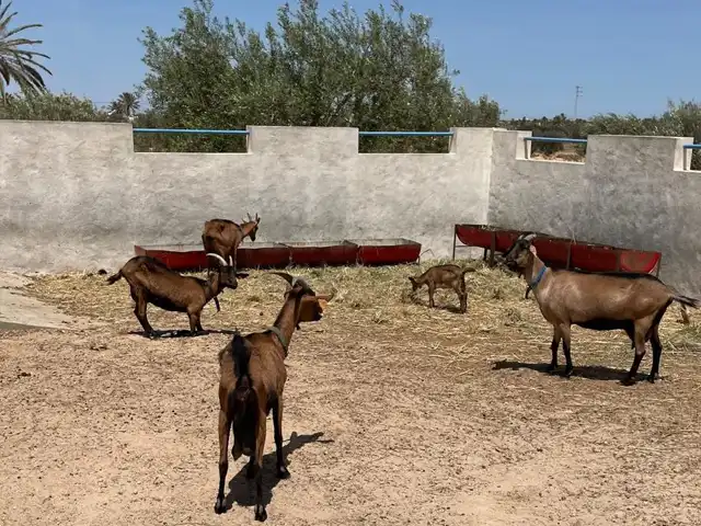 Djerba Authentic Experience
