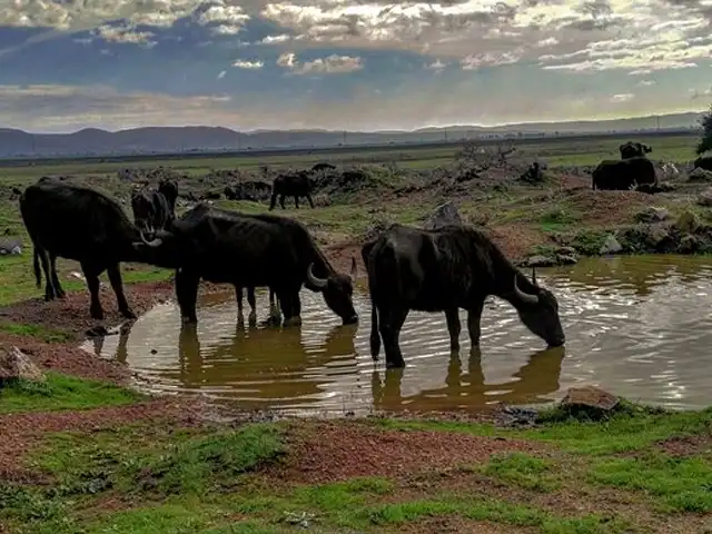 Ichkeul National Park