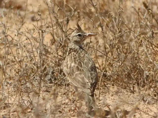 Sidi Toui National Park