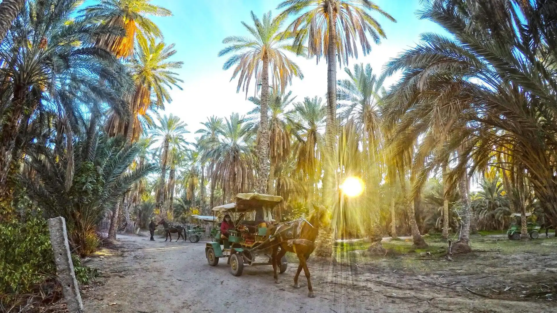 Tozeur Palm Grove, Tunisia Travel Guide